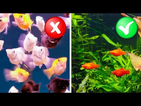 YouTube video about: How many fish can I add to a cycled tank?