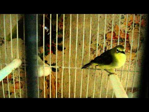 Okánik japonský (Zosterops japonicus) — starostlivosť, voliéra a kŕmenie