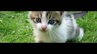 Unlocking Your Cat's Secrets: The Hidden Language of Love & Trust