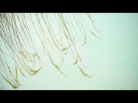 Lol Hammond and Duncan Forbes - "Broken Blossoms" taken from the album "Who Will Stop The Robots ?"