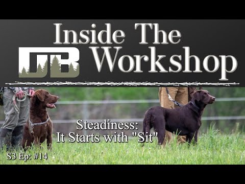 Steadiness: Teaching Dog to Sit | S3 Ep: #14