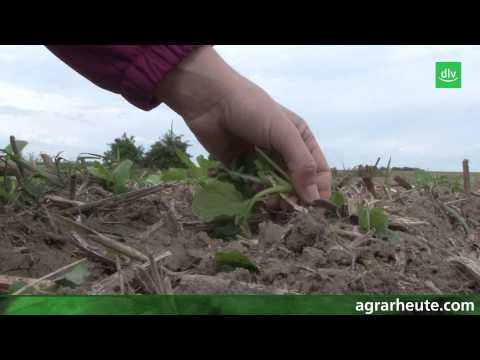 Vegetationsreport: Ausfallraps und Strohrotte beachten