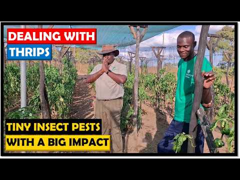 Dealing with Thrips in Our Sweet Pepper Crop | Pest Management & Lessons Learned