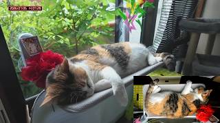 三毛猫フミちゃん　 LIVE配信　2026年7月5日　calico cat　(LIVE stream)