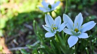 Red Horse - &quot;Don&#39;t Mind Me&quot;