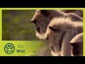 Street Life Monkey Thieves S2 5 13 Go Wild