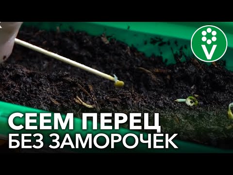 СЕЕМ ПЕРЕЦ НА РАССАДУ: сроки посева, подготовка семян, распространенные ошибки