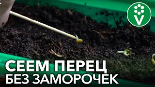 рассада баклажанов и перцев видео. Смотреть фото рассада баклажанов и перцев видео. Смотреть картинку рассада баклажанов и перцев видео. Картинка про рассада баклажанов и перцев видео. Фото рассада баклажанов и перцев видео