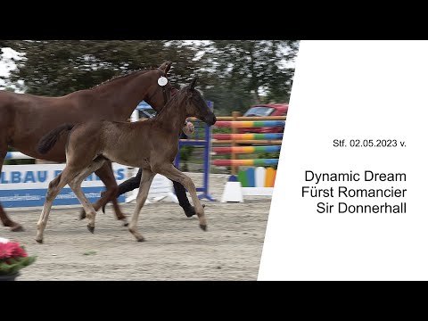 Stf v Dynamic Dream x Fuerst Romancier x Sir Donnnerhall 2023