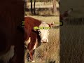 Elon Musk on Culling 200K Cattle