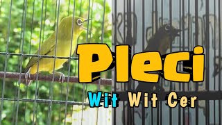 Download lagu masteran pleci wit wit cer mp3