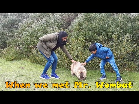 When we met Mr.Wombat in Wilson Prom National Park # My Little Travel # Ep - 16