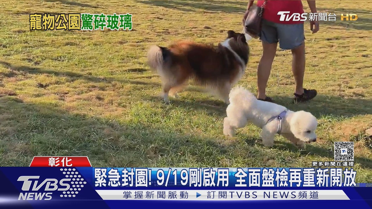 影音/彰化寵物公園啟用不到1個月緊急封園!草皮暗藏玻璃「多狗割傷」