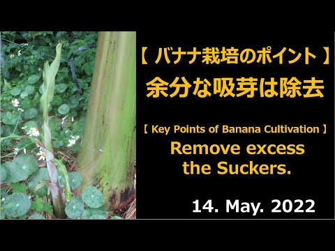 バナナの木が喉が渇いているかどうかはどうやってわかりますか?水やりのポイント  庭園