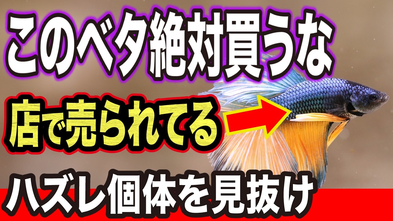 【ベタ飼育】このベタは買うな…店でも売られるハズレ個体の見分け方
