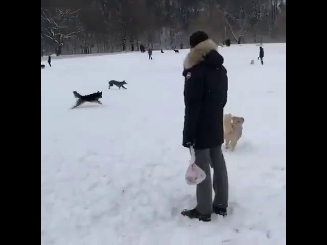 Борзая унижает другие породы собак на прогулке