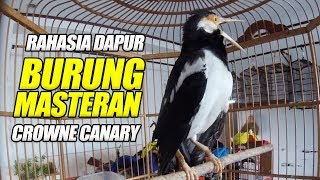 Download lagu BURUNG MASTERAN 100 AMPUH Jalak Suren Untuk Burung... mp3