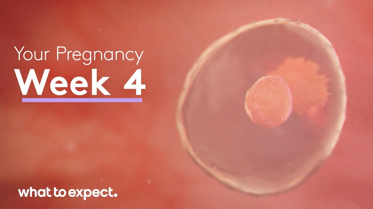 4 Weeks Pregnant - What to Expect - YouTube