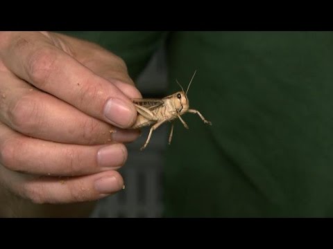 Vlees van morgen is van sprinkhanen gemaakt - TOEKOMSTMAKERS