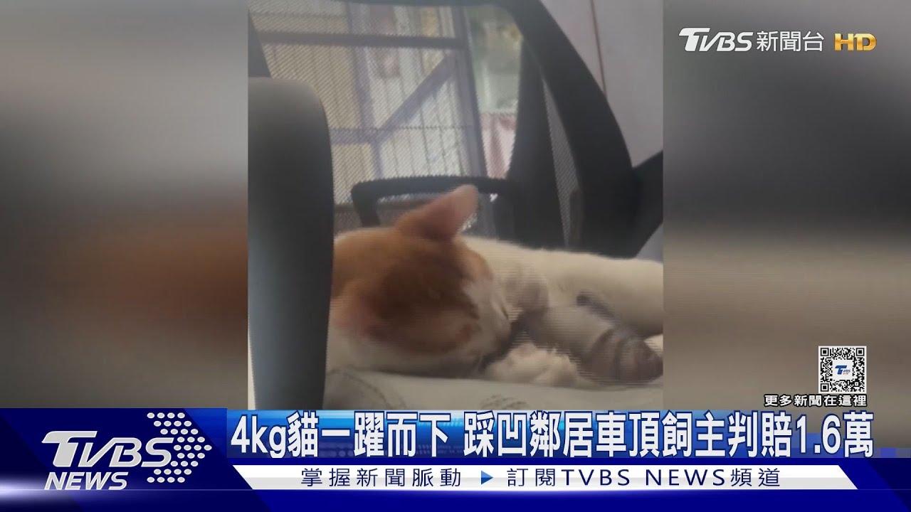 十隻橘貓九隻胖? 4公斤貓高處跳下 踩凹鄰居車頂判賠1.6萬