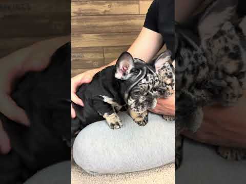 Video 4