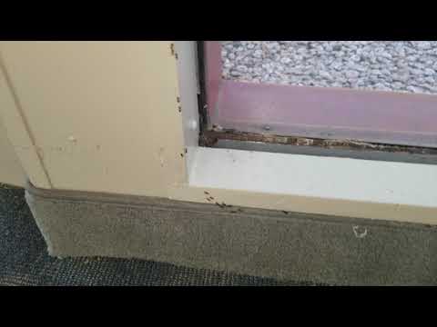 One Long Pavement Ant Trail in Hightstown, NJ