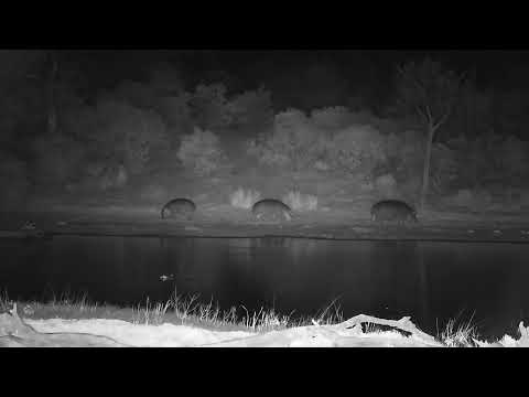Djuma: Three Hippos-female and two calves out of the dam - 19:18 - 09/21/2023