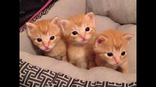 (Re-upload)  Cute Baby Kittens
