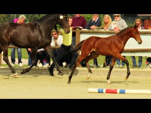 Callaho's Benicio - Spörcken (Sir Donnerhall - Lauries Crusador xx)