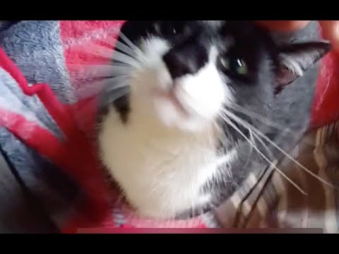 Turbocharged purr (RIP Dixit)