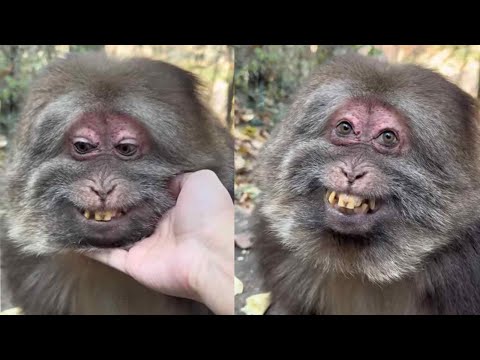 Very happy to be friends with xingxing #animals #monkey