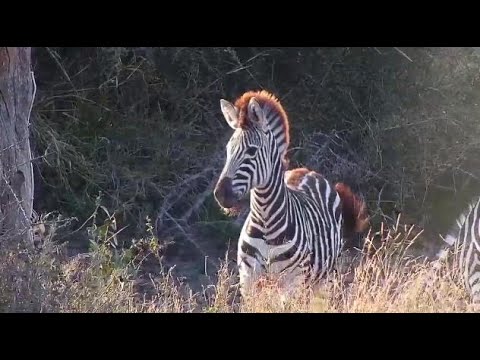 Djuma: Zebras - 07:32 - 07/11/20