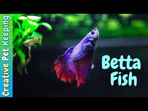 Betta Fish and Guppy Community Tank Vlog