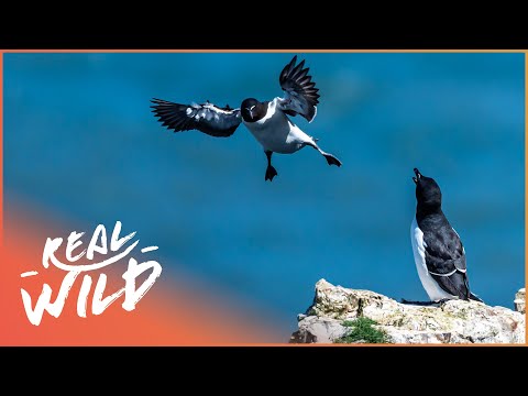 Guillemot Chicks Cliff Dive 400ft To Survive