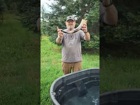 Drinking Horn Etiquette