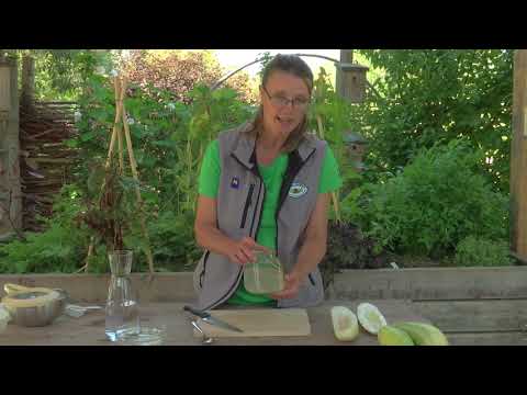 Eigene Gurkensamen ernten