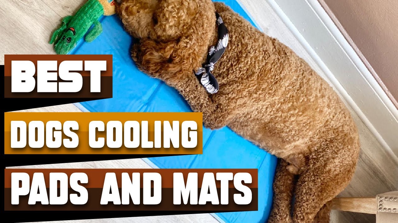 Best Cooling Pads And Mats For Dogs In 2023 - Top 10 Cooling Pads And Mats For Dogs Review