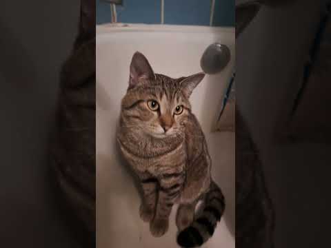 Mital Cat Mood Off #Mital #cat