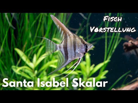 Santa Isabel Scalare - Pterophyllum Scalare "Santa Isabel" | Liquid Nature Fish Presentation
