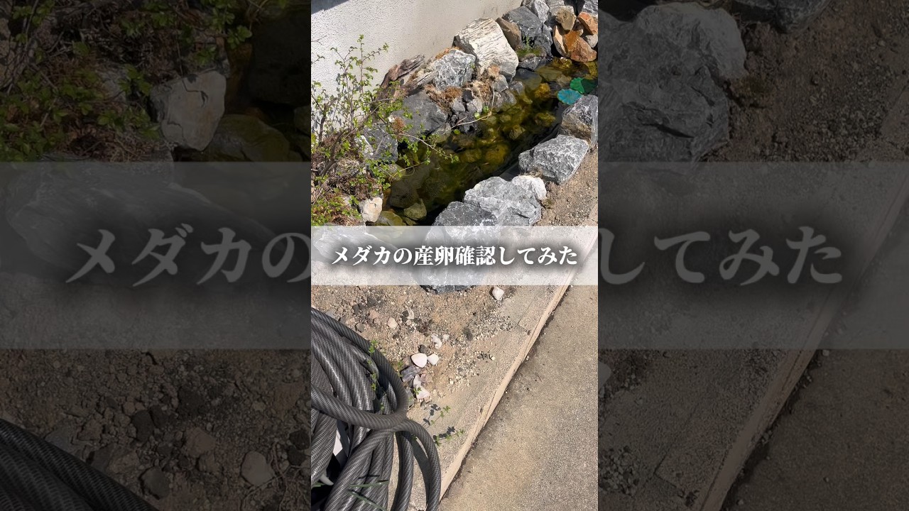 僕はメダカ飼育が趣味のただの40代のおじさん