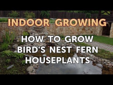 How to Regrow a Broken Aloe Leaf