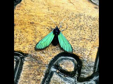  - 保護台灣大聯盟 - 政治文化新聞平台