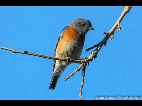 Bluebird Blues video thumbnail