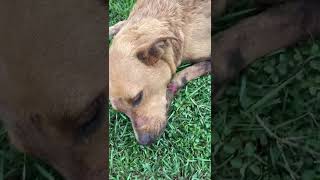 Video preview image #1 Retriever -Unknown Mix Puppy For Sale in Virginia Beach, VA, USA