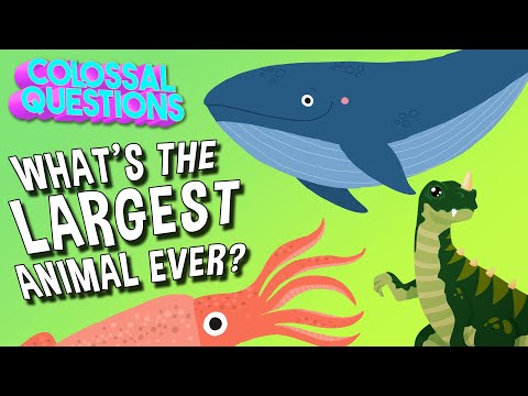 What's the Largest Animal to Ever Exist? | COLOSSAL QUESTIONS