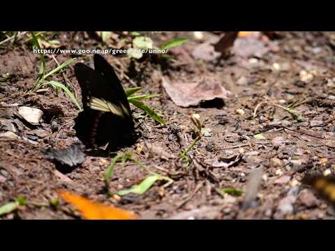 キオビミツオアゲハの飛翔　Papilio menatius
