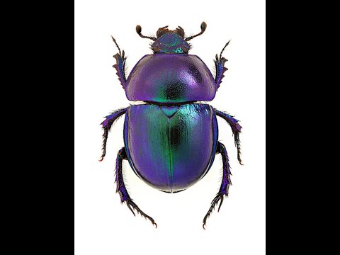 60% cooldown on Khepri is insane-Smite