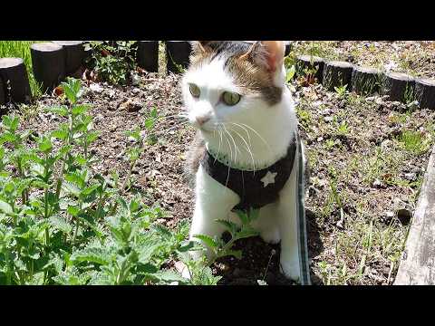 まるさんのハーネスでお散歩はなみり。-Hana&Miri takes a walk in the harness of Maru.-