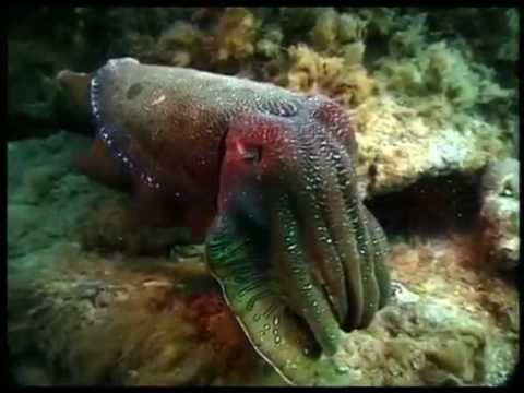 Terrore degli abissi il calamaro gigante