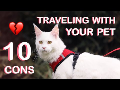 10 problems with cat traveller | Maine Coon cat travels